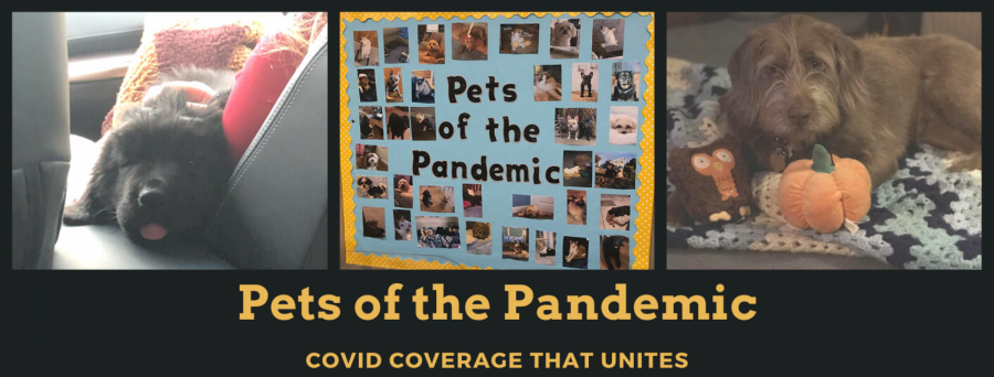 Pets of the Pandemic: How a COVID Chronicles Column Took Off at Wantagh High School